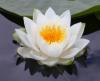 aura of light's picture